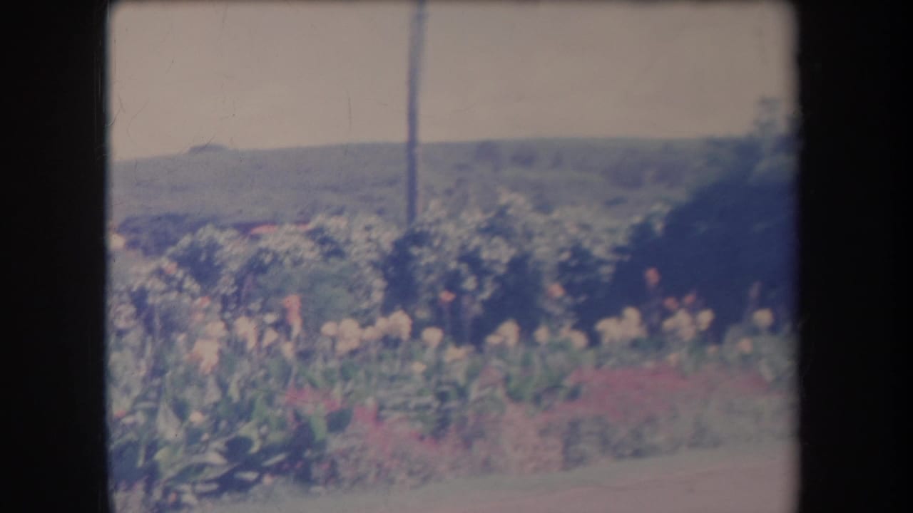 Roadside greenery and flowers with a utility pole, trees, and low hills beyond.