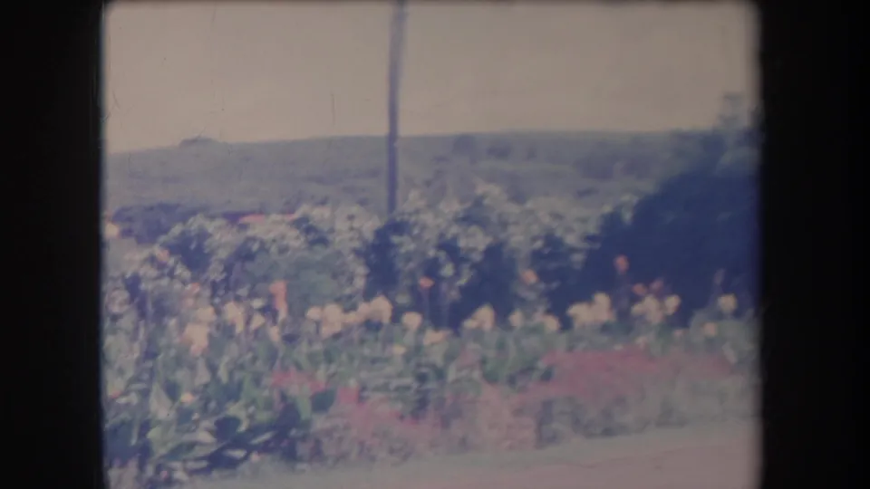 1969 Hawaii home-movie frame with blooming roadside plants, dense trees, a utility pole, and hazy hills under a pale sky.
