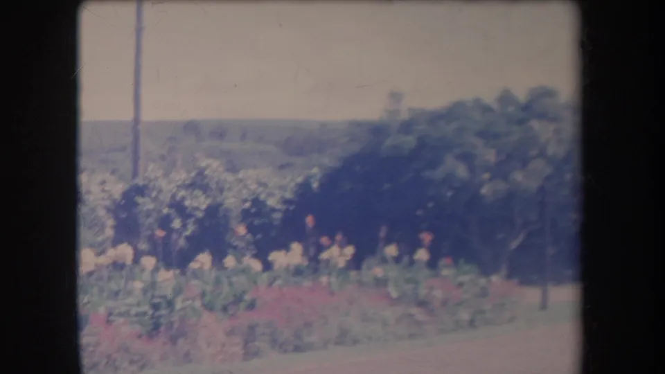 Soft 8mm view of 1969 Hawaii roadside plantings, trees, a utility pole, open road surface, and hazy hills in the background.