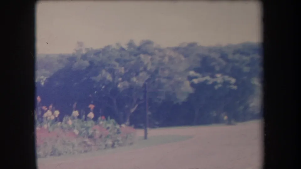 1969 Hawaii 8mm frame showing a quiet road, flowering bushes, dense trees, a slender pole, and low hills in soft focus.