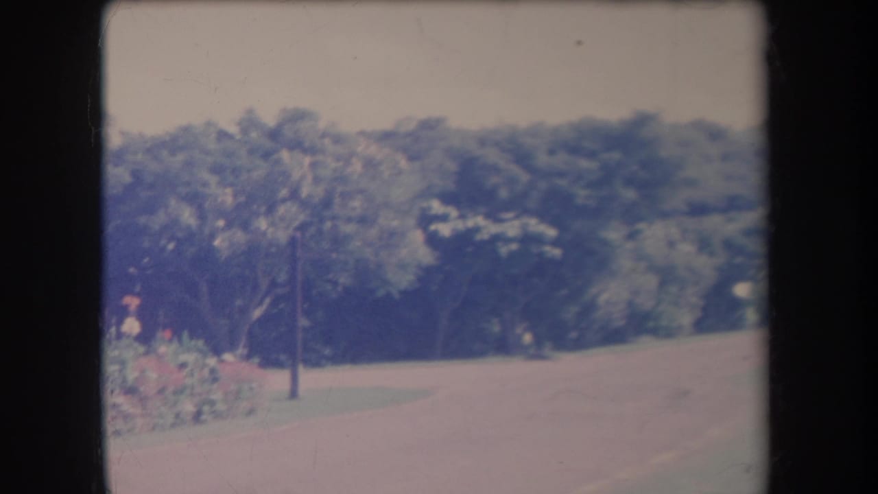 1969 Hawaii home-movie frame showing a quiet street bordered by trees, lawn, and a small flower bed.