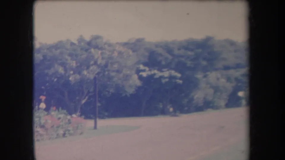 1969 Hawaii home-movie frame showing a quiet street bordered by trees, lawn, and a small flower bed.