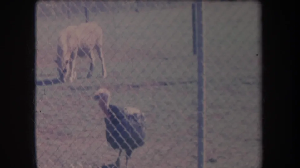 1969 Hawaii frame showing a large dark bird, possibly a peacock, and another animal inside a fenced enclosure.