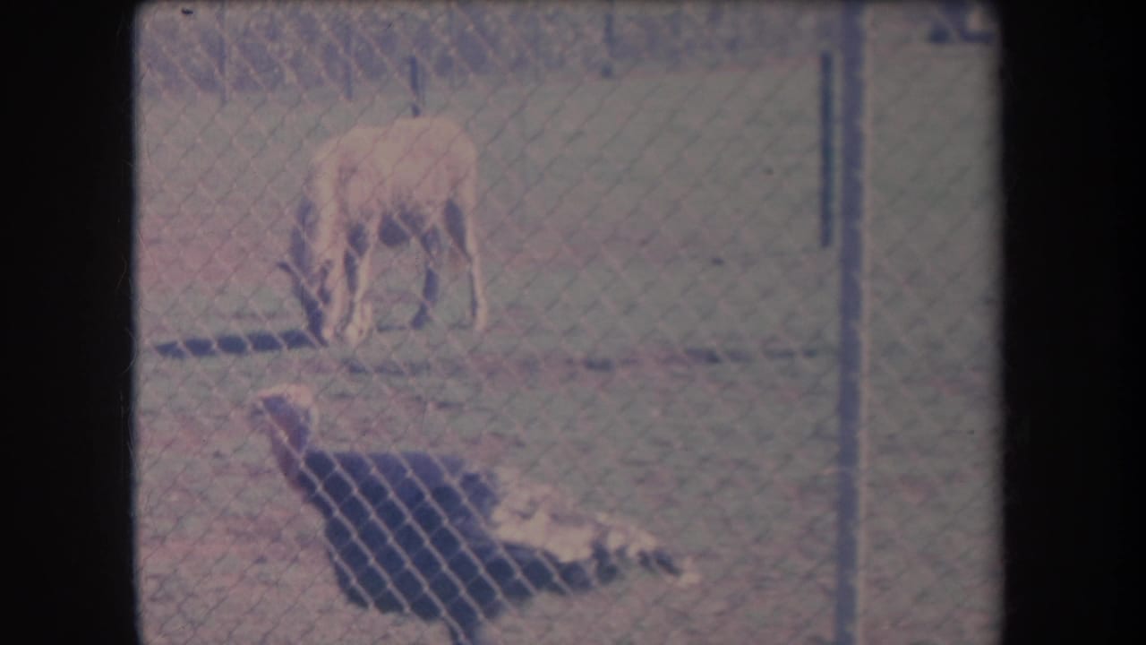 1969 Hawaii 8mm frame showing a turkey near a chain-link fence while a light-colored pony grazes farther back.
