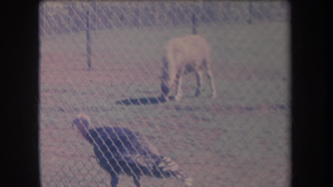 Turkey standing near a chain-link fence with a pony grazing behind it.