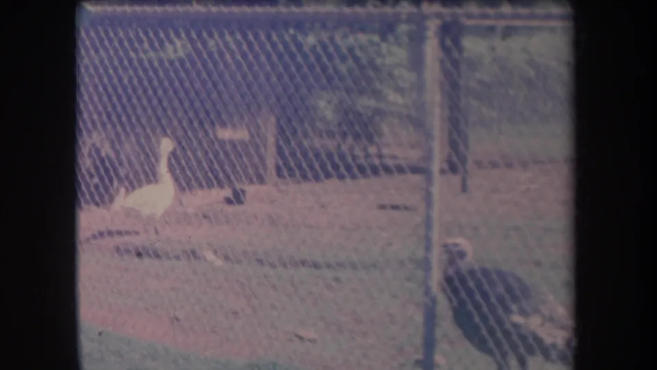 1969 Hawaii 8mm frame with a white goose beyond the fence and a turkey partly visible at the lower right.