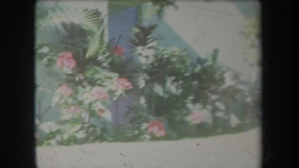 1969 Hawaii home-movie frame of pink flowers among tropical foliage beside a sunlit pale wall or garden structure.