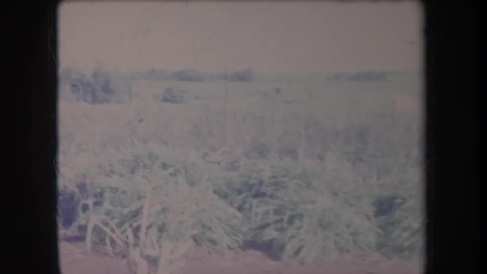 Faded 1969 Hawaii 8mm view of foreground plants, open land, and a distant treeline from a moving vehicle.