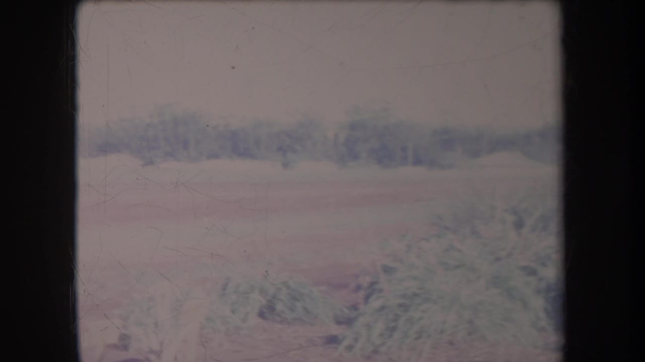 1969 Hawaii 8mm home-movie frame showing a soft, faded wooded roadside or driveway area before the red car enters view.