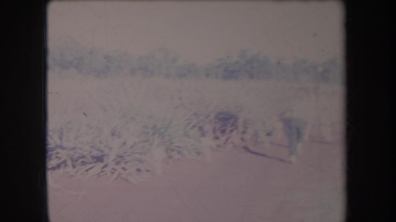 Faded 1969 Hawaii 8mm frame showing spiky crop plants, bright sky, and a hazy tree line beyond the field.