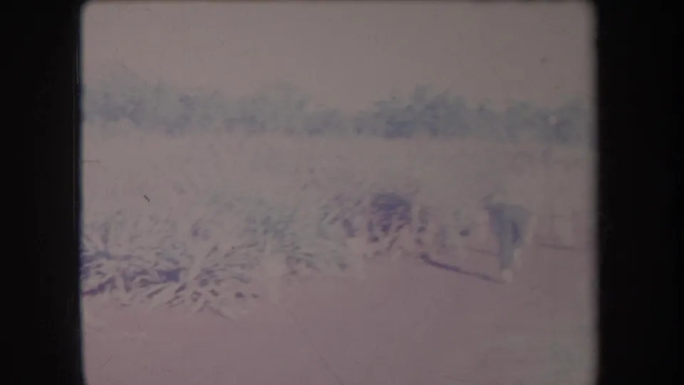 Faded 1969 Hawaii 8mm frame showing spiky crop plants, bright sky, and a hazy tree line beyond the field.