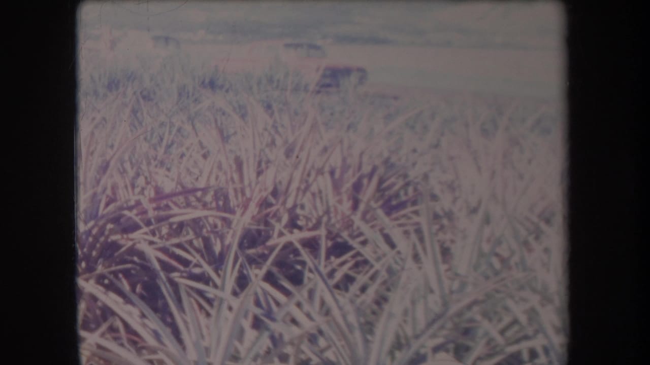 Faded 8mm view of dense spiky crop plants in Hawaii, with a pale horizon and possible field edge in the distance.