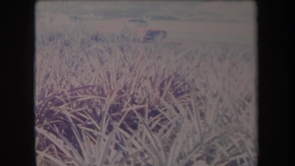Faded 8mm view of dense spiky crop plants in Hawaii, with a pale horizon and possible field edge in the distance.