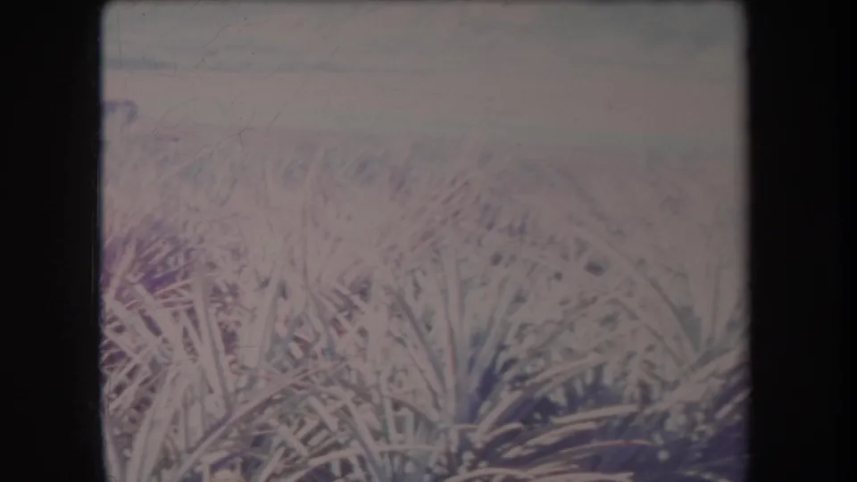 Overexposed 1969 Hawaii home-movie frame looking across spiky crop plants toward a pale, distant field line.