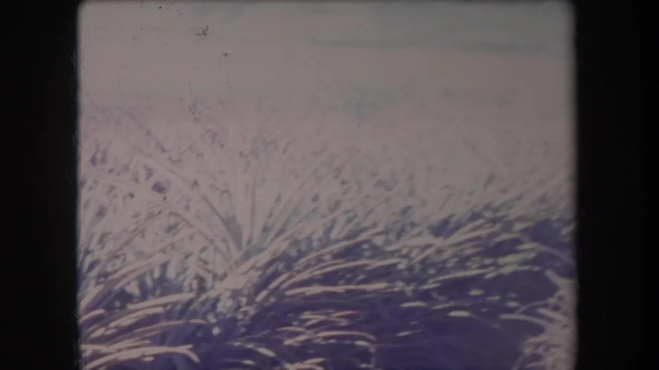 Faded 8mm Hawaii frame showing spiky crop plants in the foreground, a pale field edge, and soft sky above.
