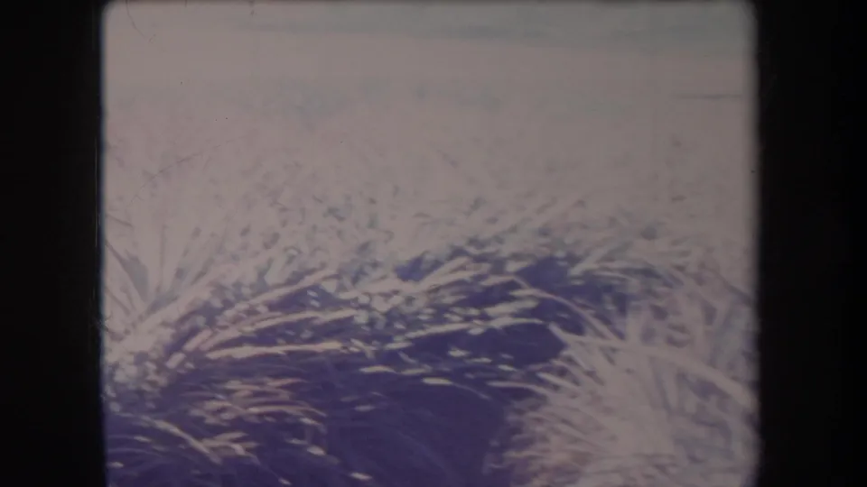 1969 Hawaii 8mm frame showing dense overgrown grass or weeds beneath a hazy pale sky, with soft focus and dark film gate edges.
