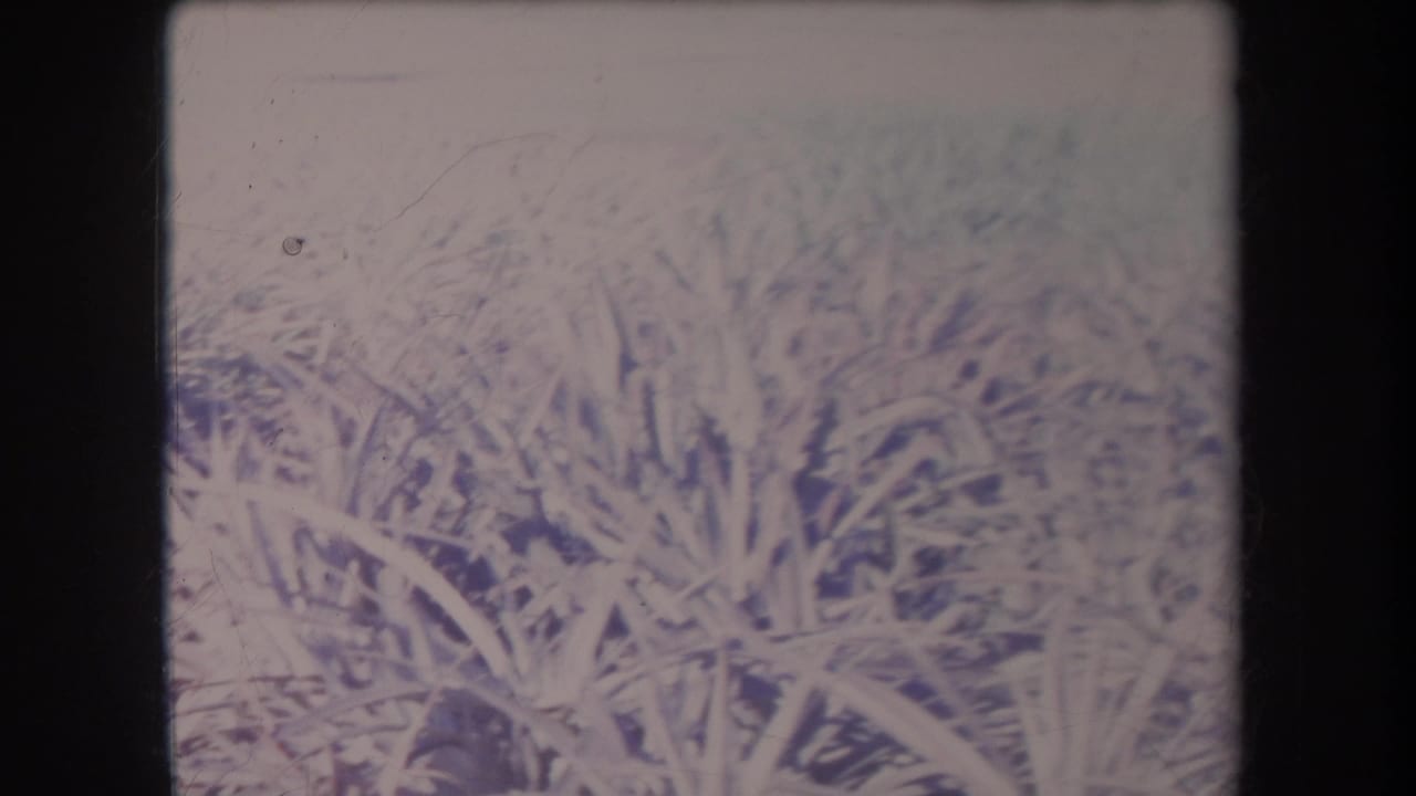 1969 Hawaii 8mm frame with tangled grass blades and weeds, rendered in pale faded tones with visible film wear and exposure fluctuation.