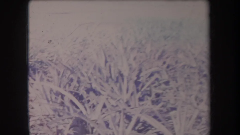 1969 Hawaii 8mm frame with tangled grass blades and weeds, rendered in pale faded tones with visible film wear and exposure fluctuation.