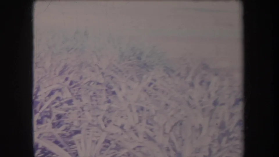 1969 Hawaii 8mm frame showing a blurred patch of overgrown grass and weeds, with faded color, grain, and a dark frame border.