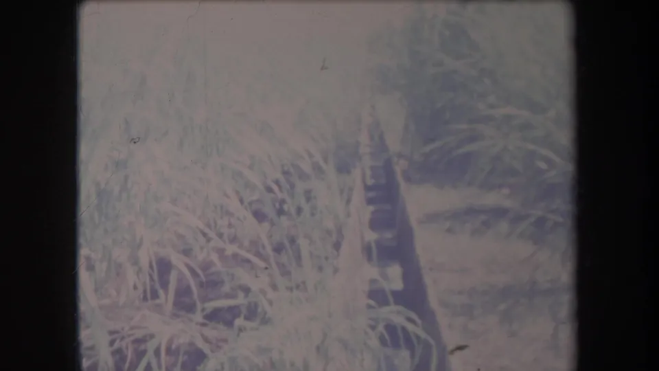 1969 Hawaii 8mm frame with tall leafy crops and a dark vertical irrigation pipe or post in soft, faded light.