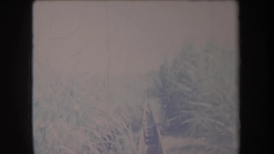 1969 Hawaii 8mm frame showing leafy crops and a dark vertical irrigation pipe or post under washed-out daylight.