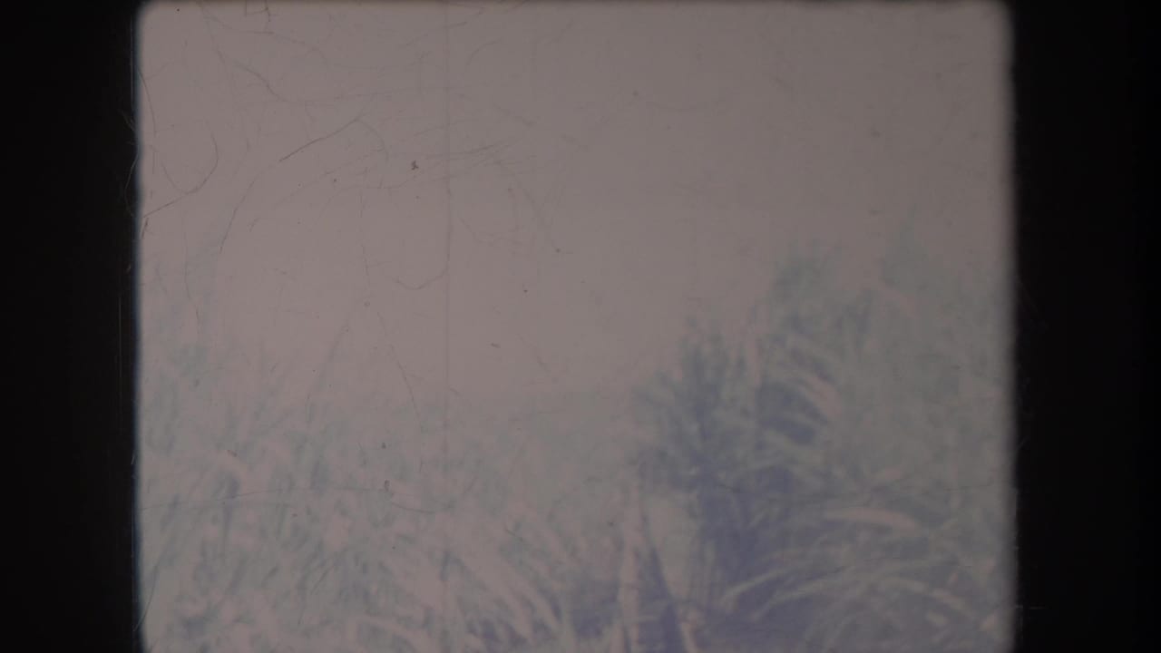 Soft, faded view of tall greenery and a palm-like tree behind a dark 8mm film border.