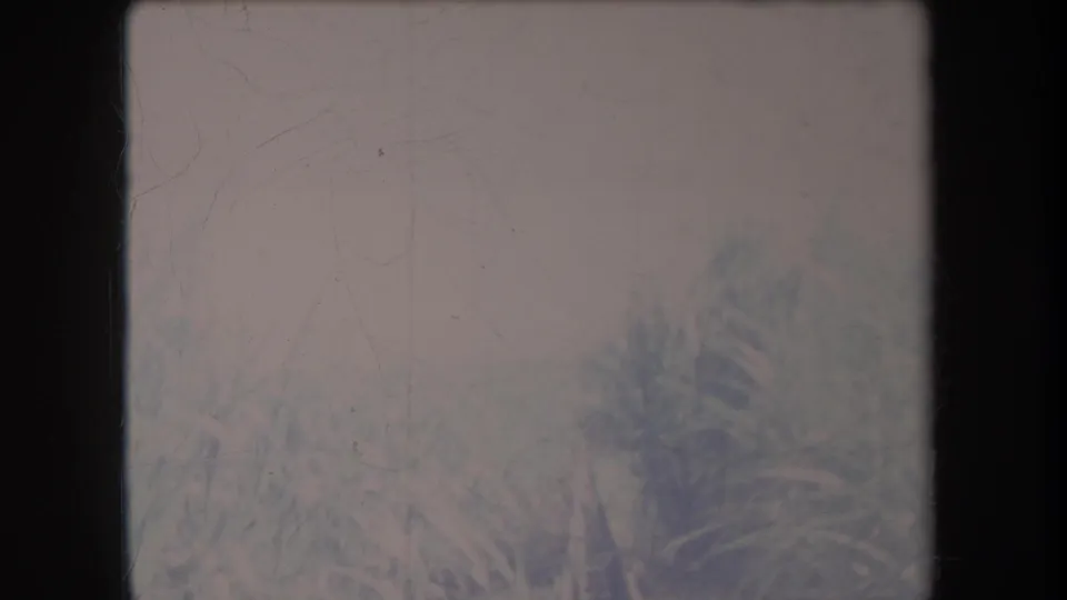 1969 Hawaii home-movie frame with hazy tall grass, tropical-looking foliage, and a palm-like tree softened by faded 8mm color and scratches.