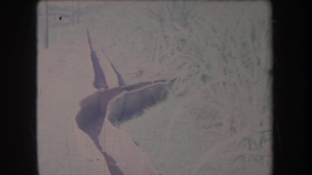 Similar close view of tall grass and a dark object near the ground.