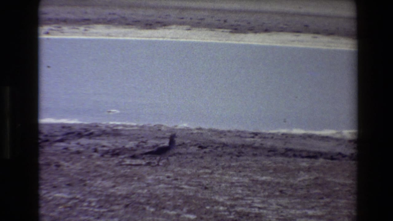 Small dark bird walking on sandy shore beside calm water.