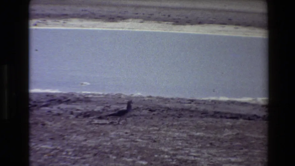 A small dark bird stands near the waterline on a sandy Western U.S. shoreline in muted 1980s 8mm footage.