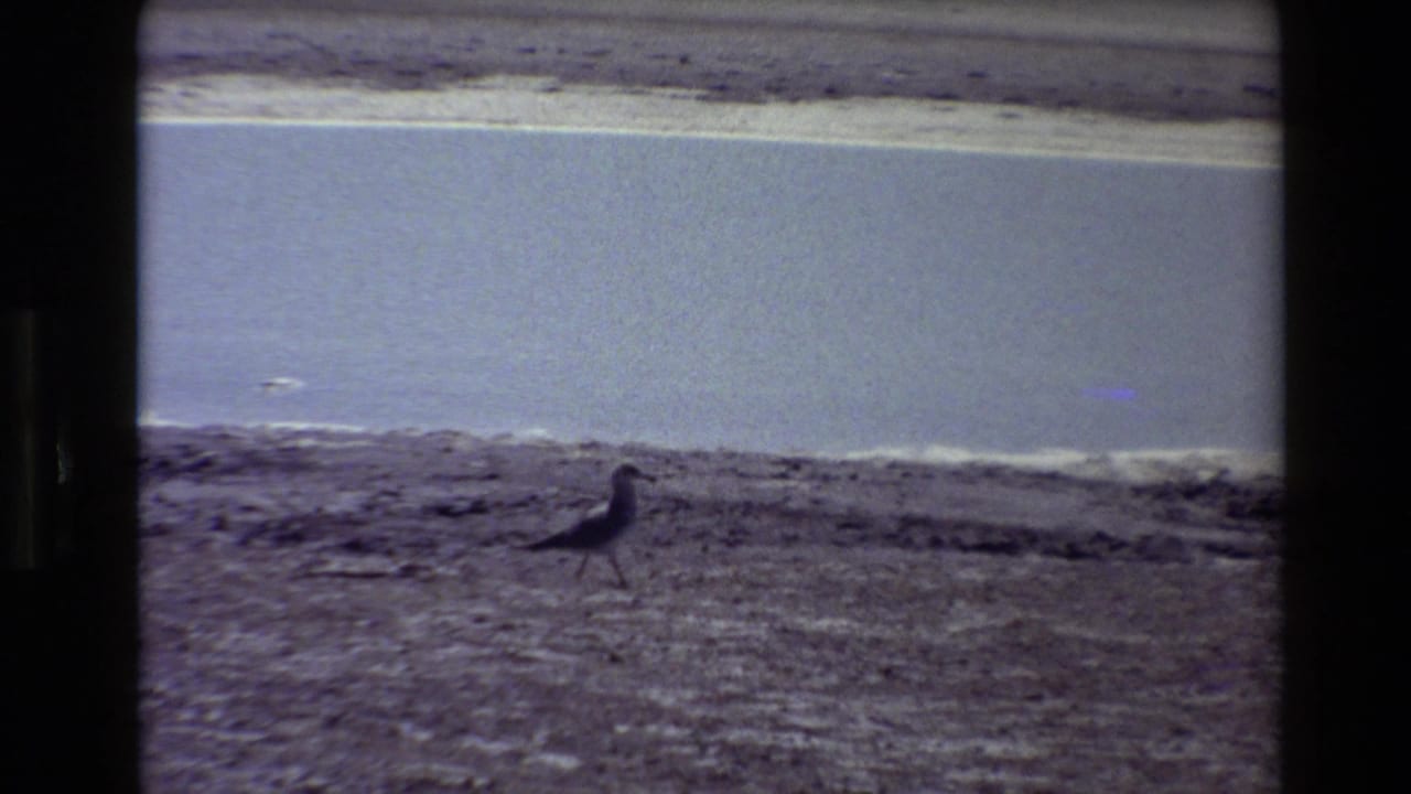 Bird walking along sand with water and far shore behind it.