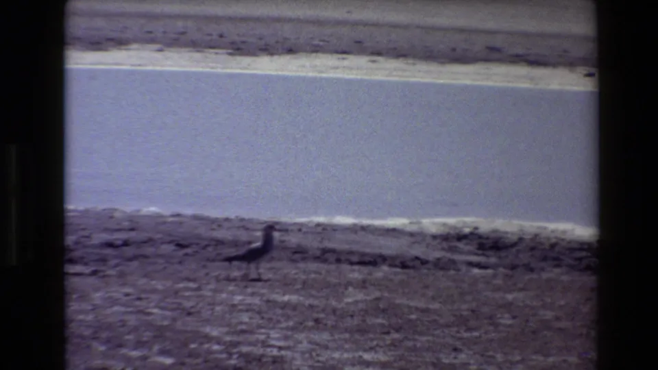 A small shore bird appears paused on the sand near calm water in a softly focused 8mm home-movie frame.