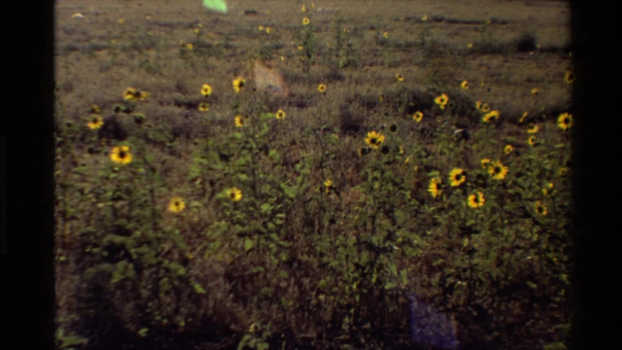 1980 home-movie frame of yellow sunflowers in a dry Western U.S. field, with grain and dark film borders visible.