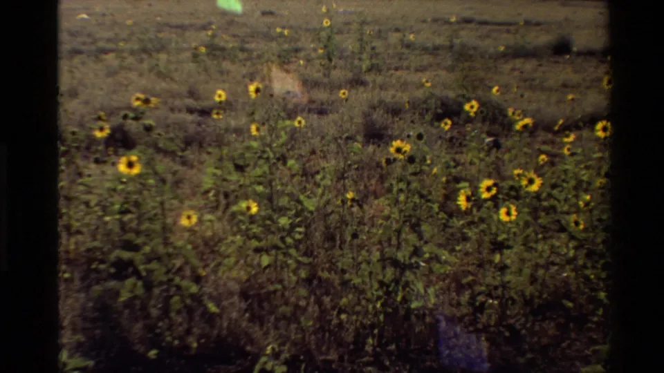 1980 home-movie frame of yellow sunflowers in a dry Western U.S. field, with grain and dark film borders visible.