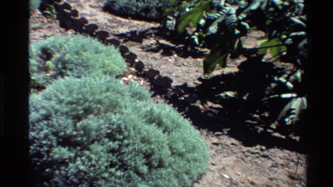 Garden bed with rounded shrubs, dry soil, stone edging, and leafy branches.