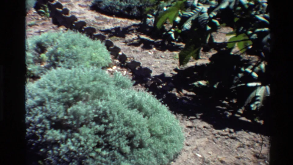 1980 Western U.S. 8mm frame showing rounded shrubs, dry garden soil, stone edging, and overhanging leaves near an exhibit area.