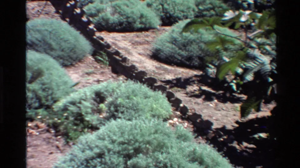 1980 Western U.S. 8mm frame showing a sunlit garden bed with rounded green shrubs, dry soil, stone edging, and nearby leaves.