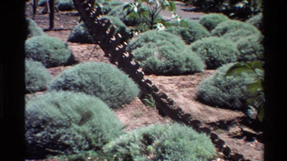 1980 Western U.S. 8mm frame showing rounded shrubs across a landscaped bed with stone edging, dry soil, and leafy plants at the side.