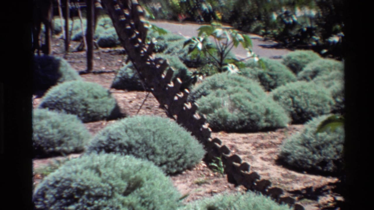 1980s 8mm view in the United States showing landscaped shrubs, a path, and part of an outdoor dinosaur skeleton display.