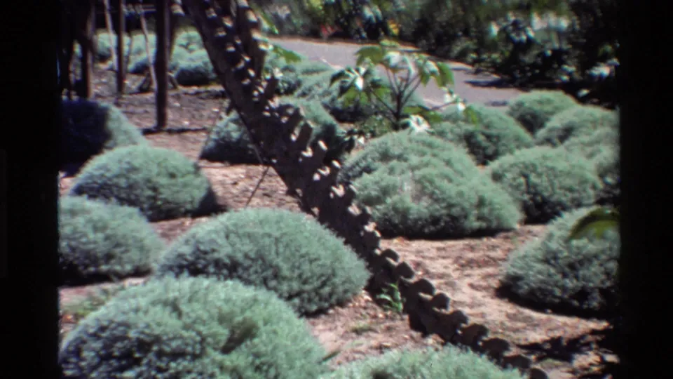 1980s 8mm view in the United States showing landscaped shrubs, a path, and part of an outdoor dinosaur skeleton display.