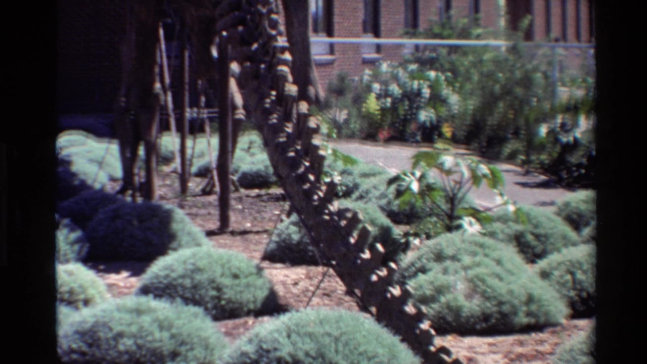 Landscaped path and shrubs with part of a mounted dinosaur skeleton visible.