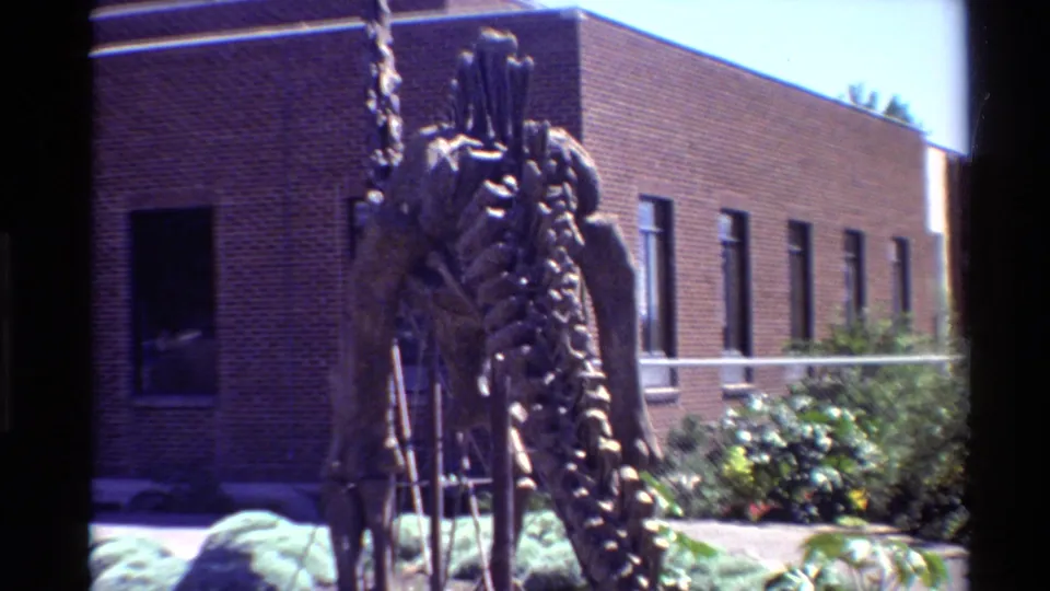 Outdoor 8mm view of a large dinosaur skeleton display on supports, set near landscaping and a red brick institutional building.