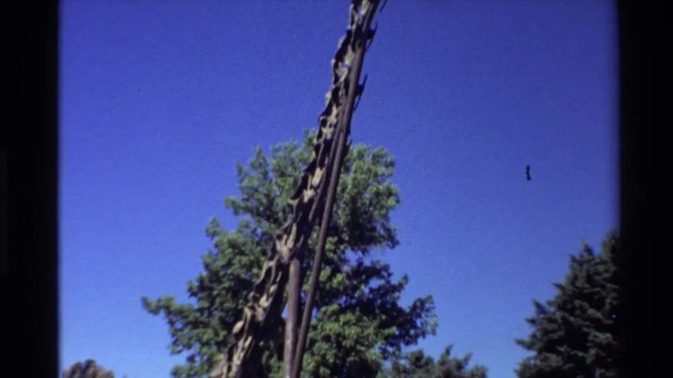 Visitor-shot 8mm view of a dinosaur fossil neck extending upward against a clear sky, with trees below.