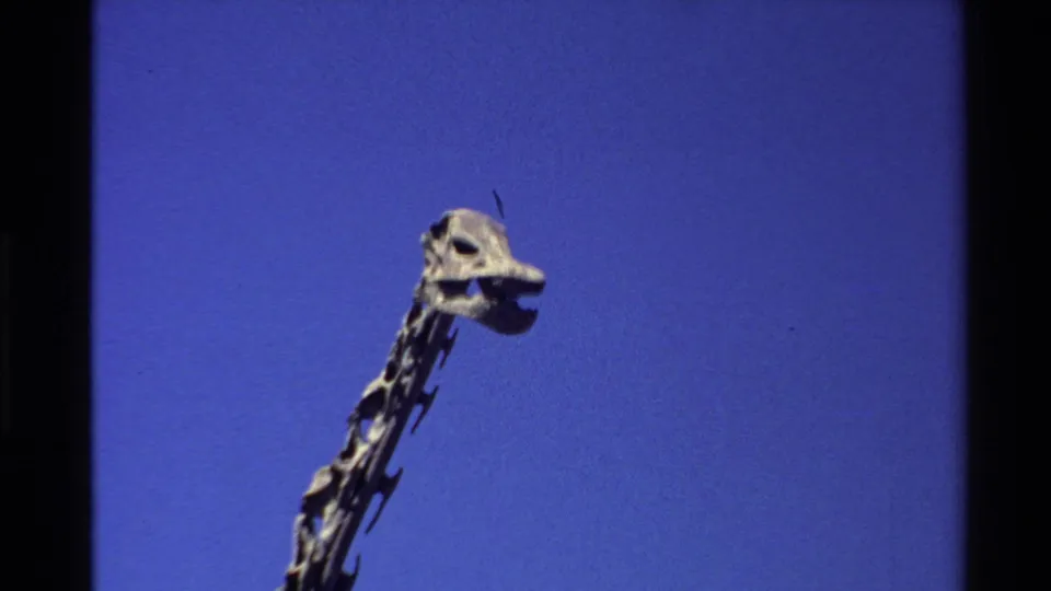 Close 8mm view of the dinosaur fossil skull and upper neck against clear blue sky in an outdoor display.