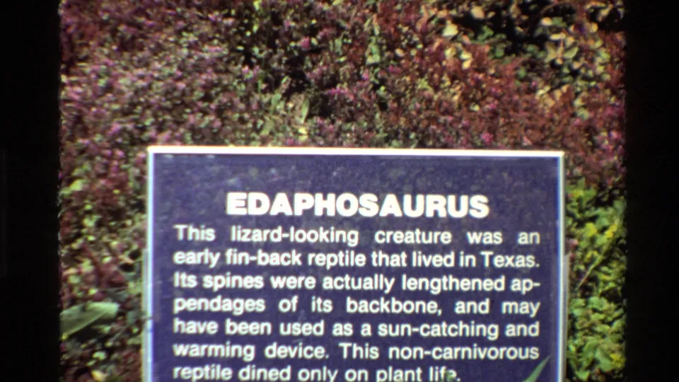 1980 Western USA 8mm frame showing a blue Edaphosaurus exhibit sign with white text and leafy purple-green background.