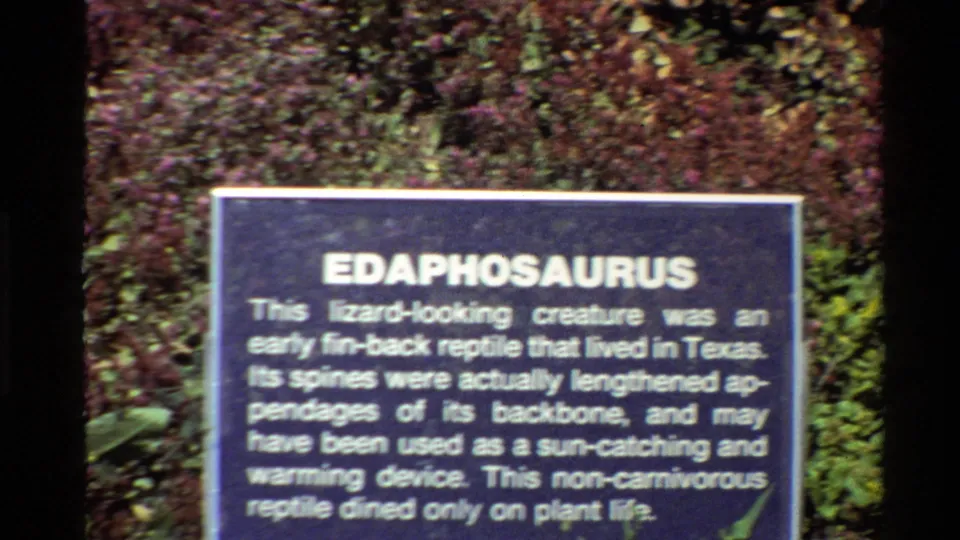 Soft 8mm frame of the blue Edaphosaurus informational sign, with readable heading and exhibit text above leafy background.