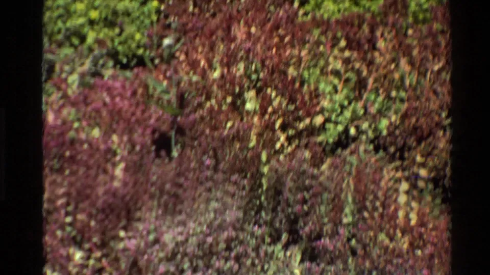 End frame shows blurred purple and green foliage as the camera pans away from the Edaphosaurus sign.