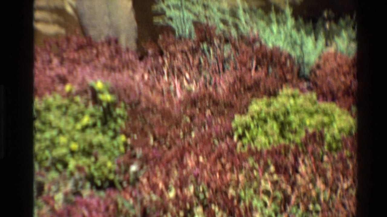 1980 United States 8mm frame showing artificial plants and reddish ground cover within a prehistoric exhibit or diorama setting.