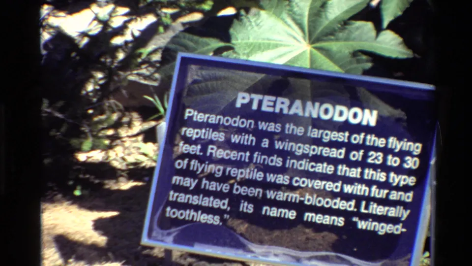 1980 United States 8mm frame of the Pteranodon sign, tilted slightly in a naturalistic outdoor display with leafy plants behind it.