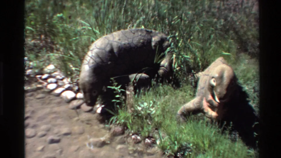 1980 Western USA 8mm frame showing two large reptile-like animals in grass, with stone edging and damp ground visible beside the enclosure.